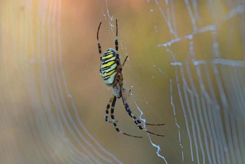 araignee_argiope_frelon.jpg