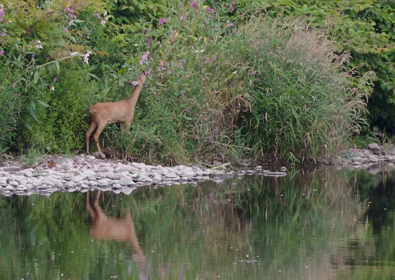 Photo Mammifères