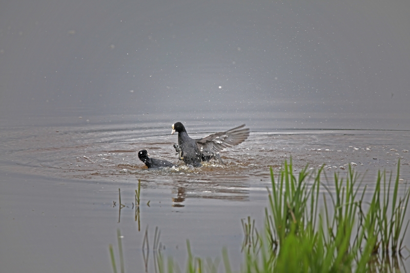 Photo Oiseaux