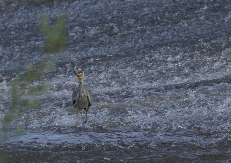 Photo Oiseaux