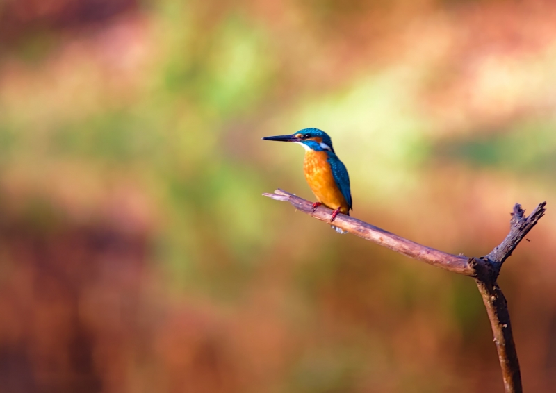 Photo Oiseaux martin pêcheur