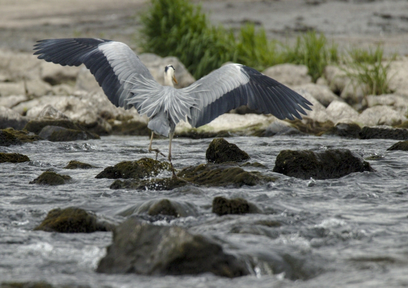 Photo Oiseaux