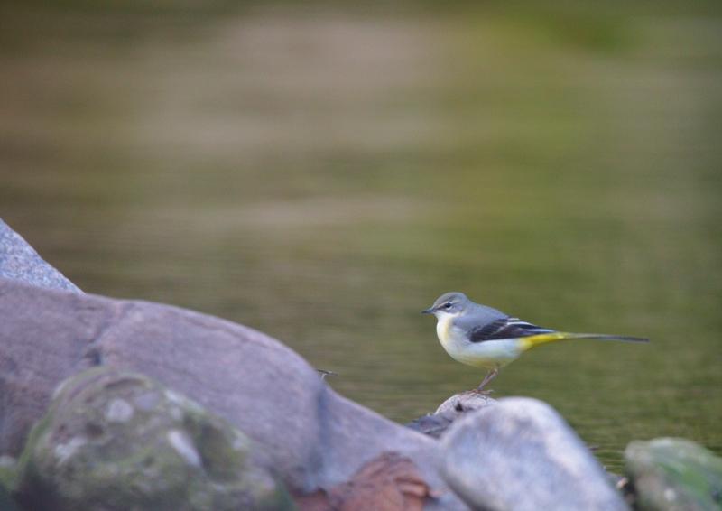 Photo Oiseaux Bergeronnette des ruisseaux (Motacilla cinerea)