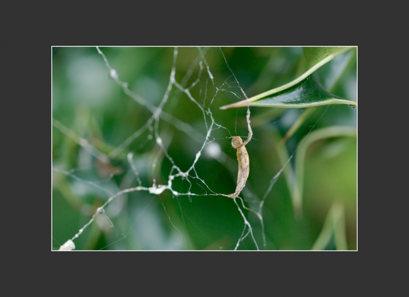 Insectes et Araignées