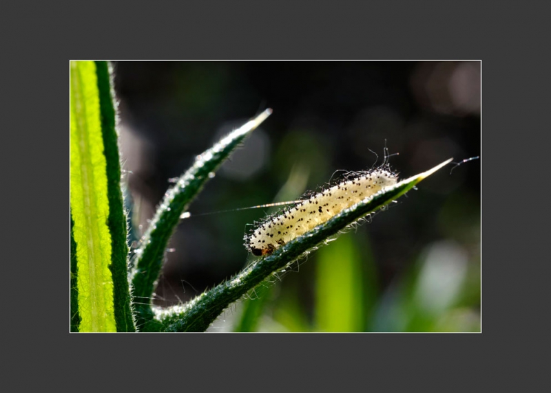 Insectes et Araignées