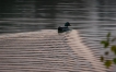 Oiseaux Canard colvert (Anas platyrhynchos)