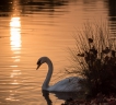 Oiseaux cygne