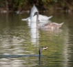 Oiseaux cormoran