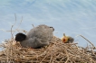 Oiseaux Foulques macroules au nid