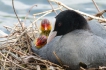 Oiseaux Foulques macroules au nid