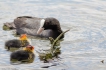 Oiseaux Foulques macroules poussins