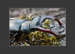 Insectes Lucane Cerf Volant Mâle (Lucanus cervus)