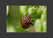 Insectes Punaise arlequin (Graphosoma lineatum)