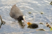 Oiseaux Foulques macroules poussins