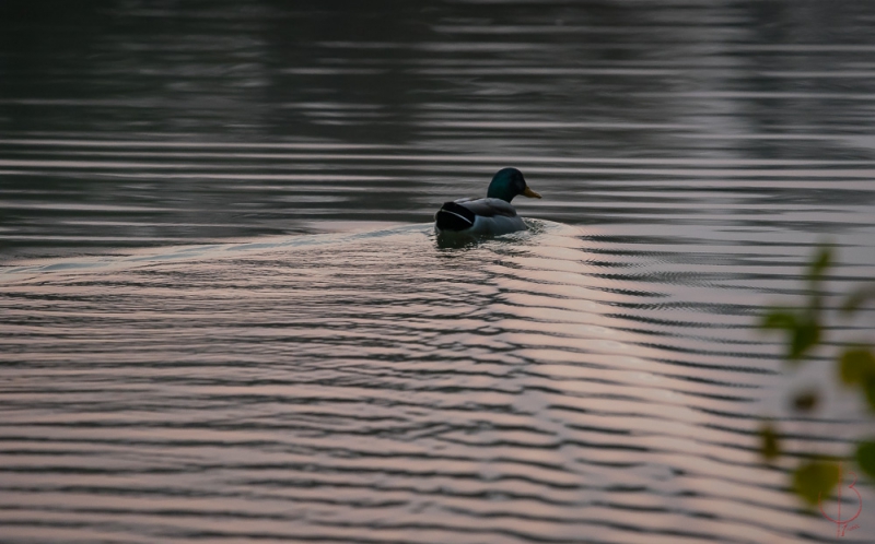 Photo Oiseaux Canard colvert (Anas platyrhynchos)