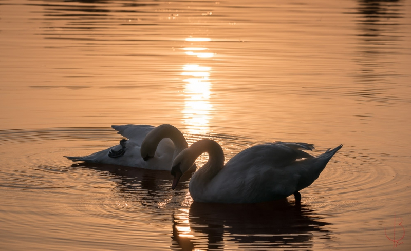 Photo Oiseaux cygne