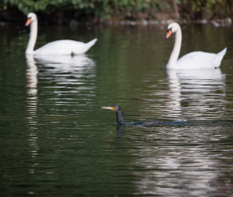 Photo Oiseaux cormoran