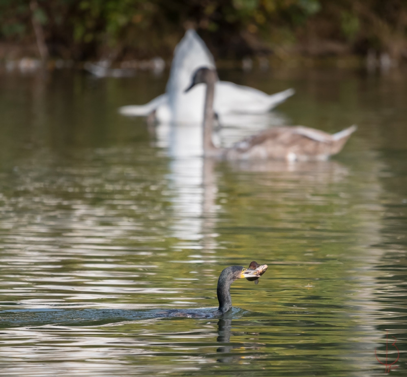 Photo Oiseaux cormoran