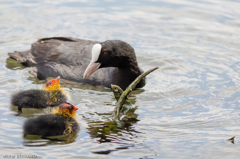 Photo Oiseaux Foulques macroules poussins