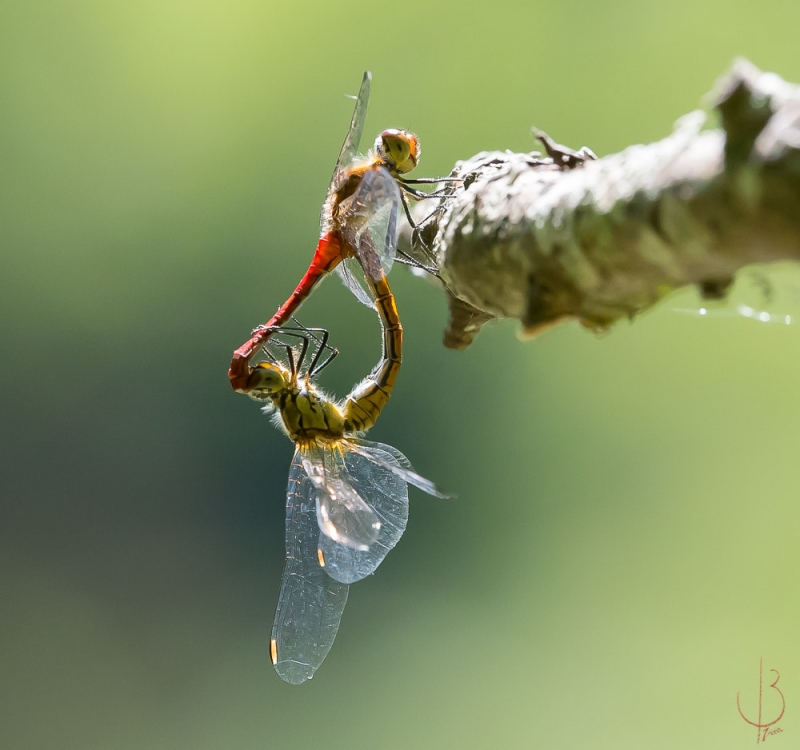 Photo Insectes