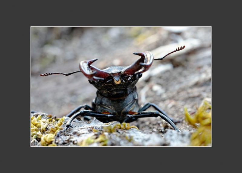 Photo Insectes Lucane Cerf Volant Mâle (Lucanus cervus) 