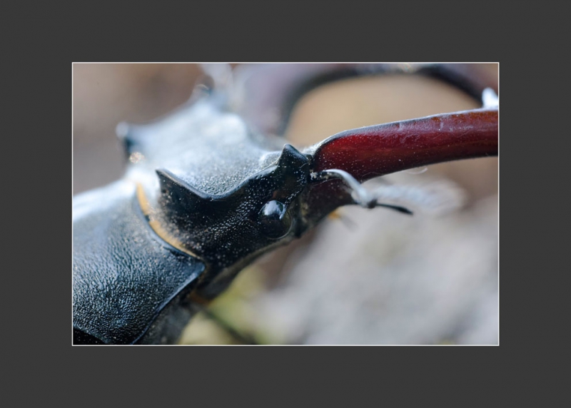 Photo Insectes Lucane Cerf Volant Mâle (Lucanus cervus) 