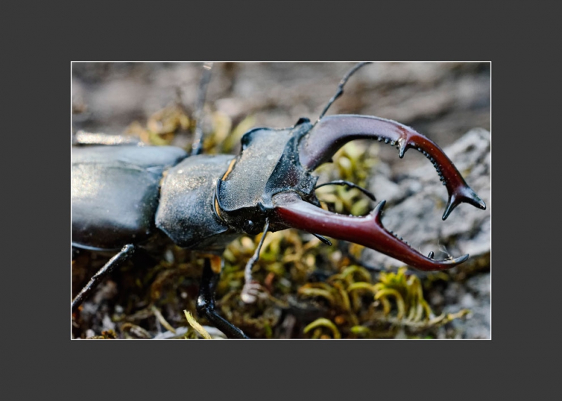 Photo Insectes Lucane Cerf Volant Mâle (Lucanus cervus) 