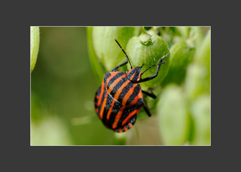 Photo Insectes Punaise arlequin (Graphosoma lineatum)