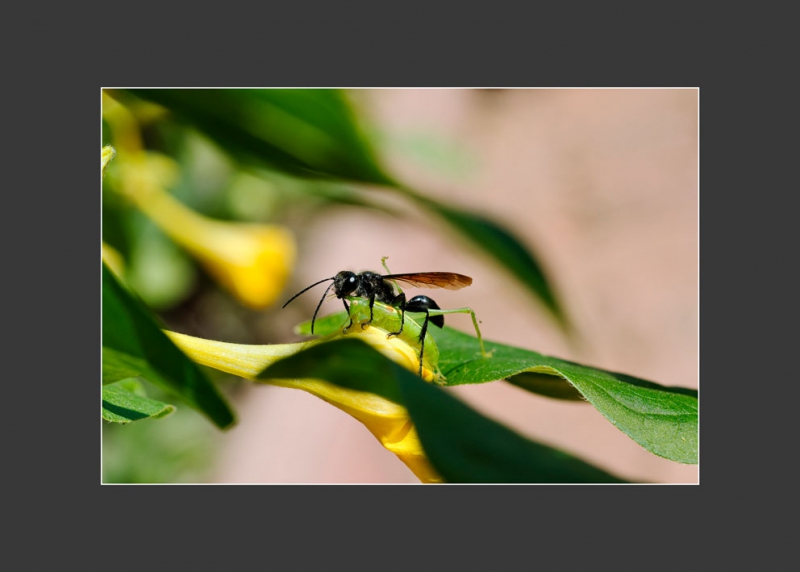 Photo Insectes Isodontia mexicana, Guêpe