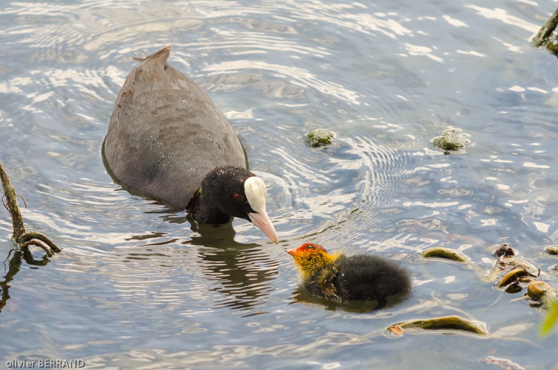 Photo Oiseaux Foulques macroules poussins