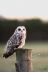 Oiseaux Hibou des marais (Asio fammeus)