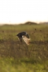 Oiseaux Hibou des marais (Asio fammeus)