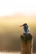 Oiseaux Martin pêcheur d\'Europe (Alcedo atthis)