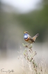 Oiseaux Gorgebleue à miroir (Luscinia svecica)