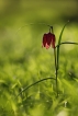 Flore Fritillaire pintade (Fritillaria meleagris)