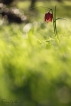 Flore Fritillaire pintade (Fritillaria meleagris)