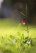 Flore Fritillaire pintade (Fritillaria meleagris)