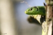 Reptiles Lézard vert (Lacerta bilineata)