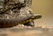 Reptiles Couleuvre vipérine (Natrix maura)