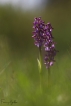 Flore orchis bouffon (Anacamptis morio)