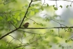 Oiseaux Troglodyte mignon (Troglodytes troglodytes)