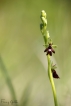 Flore Ophrys mouche (Ophrys insectifera)