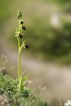 Flore ophrys araignée (Ophrys aranifera)