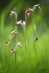 Flore Sérapias langue (Serapias lingua)