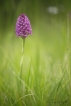 Flore Orchis pyramidal (Anacamptis pyramidalis)