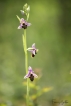 Flore Ophrys bécasse (Ophrys scolopax)