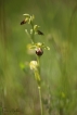 Flore Ophrys funèbre (Ophrys funerea)