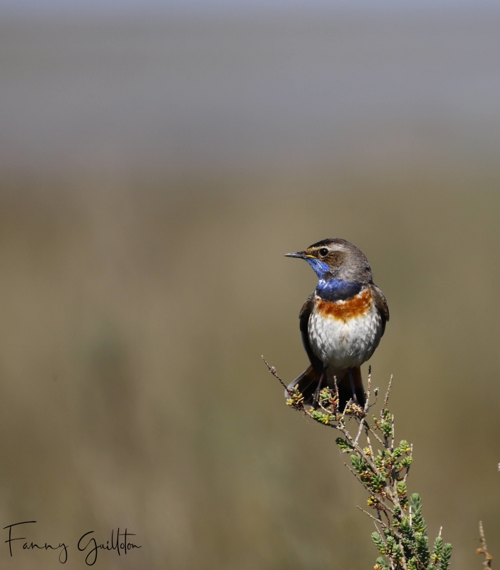 Photo Oiseaux Gorgebleue à miroir (Luscinia svecica)