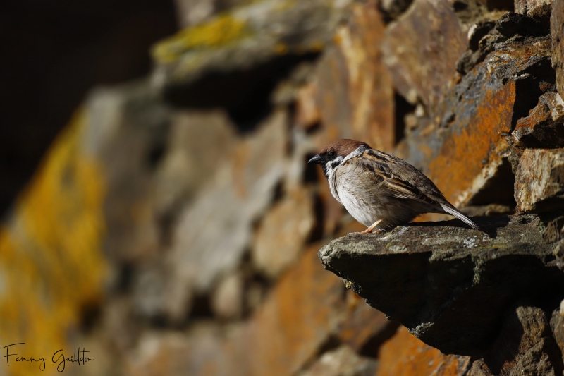 Photo Oiseaux Moineau friquet (Passer montanus)