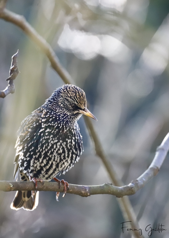 Photo Oiseaux Etourneau sansonnet (Sturnus vulgaris)